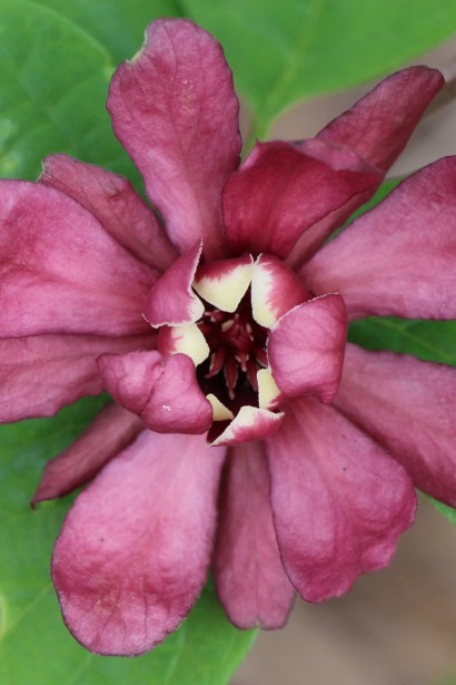 Цветы Calycanthus Hartlage Wine